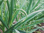 This is a garlic scape.