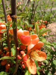 Spring - finally here.  